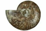Cut & Polished Ammonite Fossil (Half) - Madagascar #318026-1
